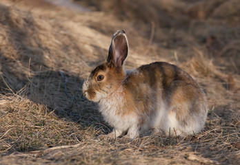 Poster - Snowshoe hare in the spring in Canada 