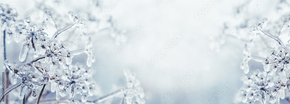 Some frozen beautiful aise-weed plants covered with icicles. Winter background. Free space for text. Selective focus. Shallow depth of field. Toned. - obrazy, fototapety, plakaty 