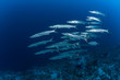 barracuda underwater picture Sudan Red sea diving safari