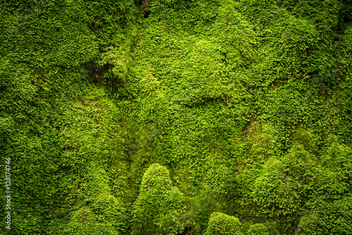 Fotomural Grooved green moss background in nature