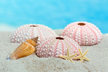 Urchins And Starfish On Beach