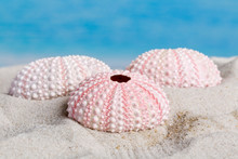 Sea Urchins On Beach