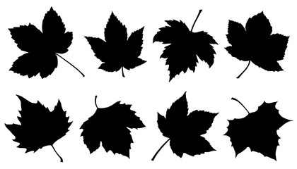 Wall Mural - sycamore leaf silhouettes