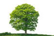 Oak Tree, isolated
