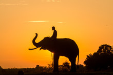 Silhouette Sunset Sunrise Action Of Thai Elephant In Surin Provi