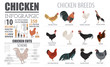 Poultry farming infographic template. Chicken breeding. Flat des