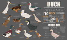 Poultry Farming Infographic Template. Duck Breeding. Flat Design