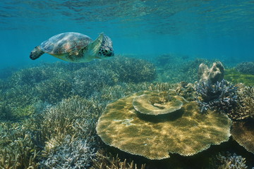 Wall Mural - A green sea turtle underwater swimming over a healthy coral reef in shallow water, New Caledonia, south Pacific ocean