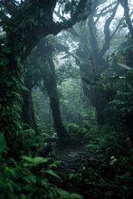 Deep In Lush Rainforest