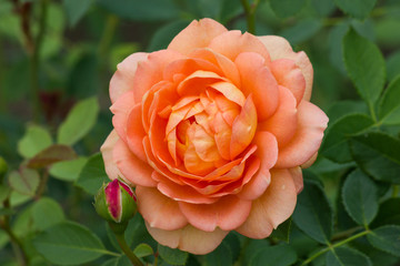 A large peach-colored roses. Flowers roses in the summer garden.