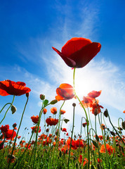 Fotomurales - Poppy Flowers