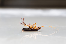 Dead Cockroach On Floor