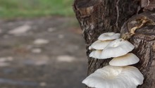 Mushrooms On The Tree