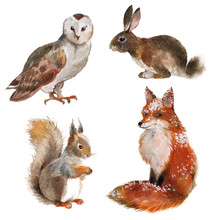Set Of Four Forest Animals Isolated On A White Background