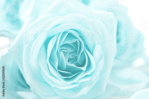 Dekoracja na wymiar  piekna-roza-zblizenie-tle-kwiatow