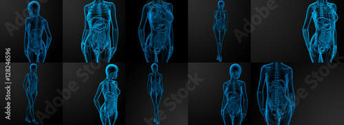 Foto  3d rendered illustration of the female anatomy
