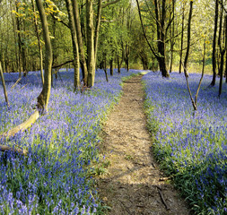 Wall Mural - bluebell wood