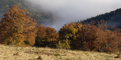 Wall Mural - Autumn Forest in the Mountains