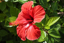 A Close-up Of A Big Red Hibiscus
