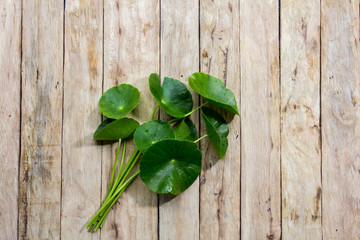 Centella asiatica on wood