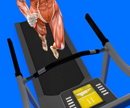 Corpo umano, donna che corre, sistema muscolare, tapis roulant, palestra, ginnastica, 3d rendering