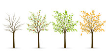 Tree In Four Seasons - Winter, Spring, Summer, Autumn. Vector Il
