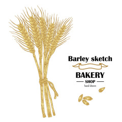 Ears of barley. Hand drawn cereal set. Bakery logo design. Vector