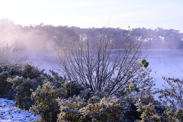 Morning Haze on the Swamp in Japan.