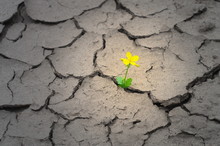 Yellow Flower In The Middle Of The Dry Cracked Ground