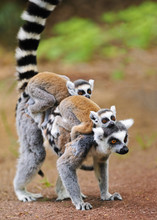 Portrait Of Adult Lemur Katta (Lemur Catta) With Two Cubs