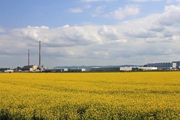 Yellow field of rapeseed. Heating plant with two chimneys in the background. Ecological contrast between rape field and coal power plant 