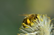 Biene beim Pollen Sammeln