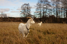 Goats Graze In A Field In Autumn