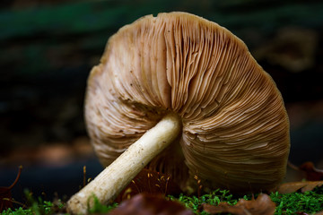 mushroom 2