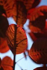 Vein pattern in red smoke bush leaf