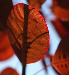 Vein pattern in red smoke bush leaf