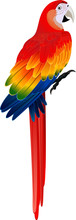Vector Red Macaw Ara Parrot