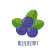 Vector blueberry icon