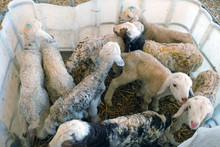Corral For Newborn Lambs
