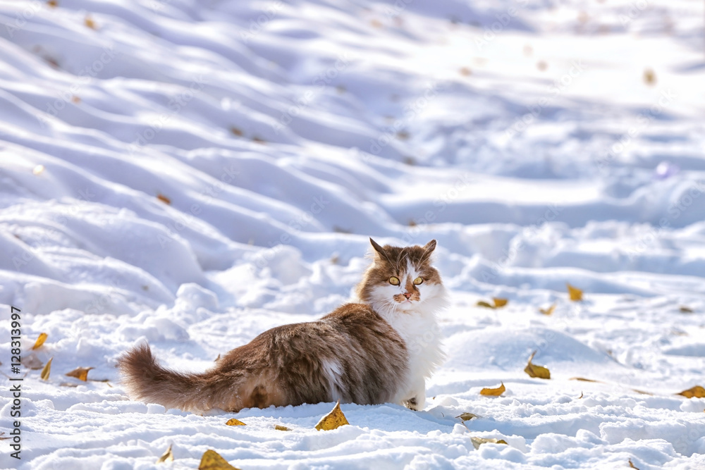 Funny  cat playing in snow outdoors