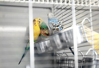 Wall Mural - Beautiful colorful parakeets in cage, close up view