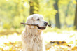 © Africa Studio - Funny labrador retriever with stick in beautiful autumn park on sunny day