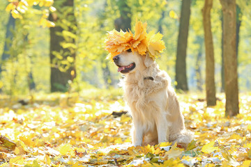 Funny labrador retriever with chaplet made of yellow leaves in beautiful autumn park