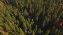 Aerial Shot Flying Over The Sierra National Forest. Starts Birdeye Pointing Down, Then Pans Up To Reveal The Horizon. Few Brown Trees Among The Green. Hills In The Distance. Outside Yosemite Park. 
