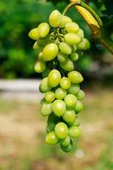 bunch of grapes