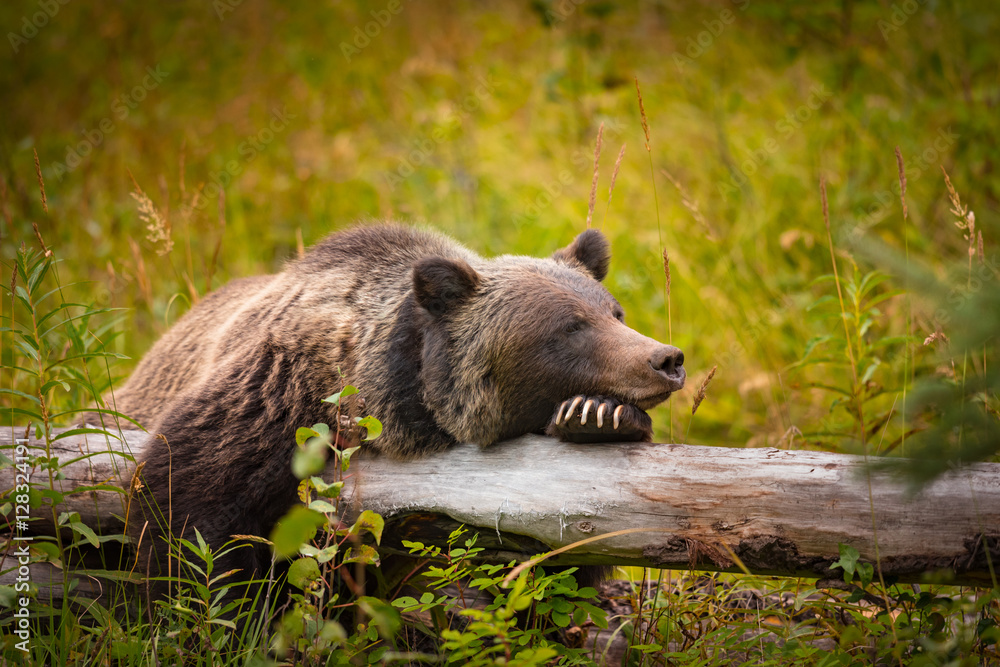 Wild Grizzly Bear sleeping on a log in Banff National Park in the Canadian Rocky Mountains - obrazy, fototapety, plakaty 