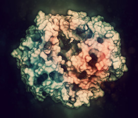 Poster - Gamma-glutamyltranspeptidase 1 (GGT 1, gamma-GT, gamma-glutamyl transferase) enzyme