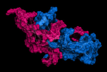 Canvas Print - Human Chorionic Gonadotropin (hCG) glycoprotein hormone