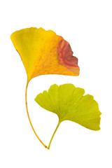 Wall Mural - Ginkgo biloba