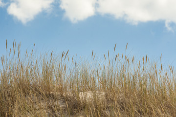 beautiful view of the coastal dunes